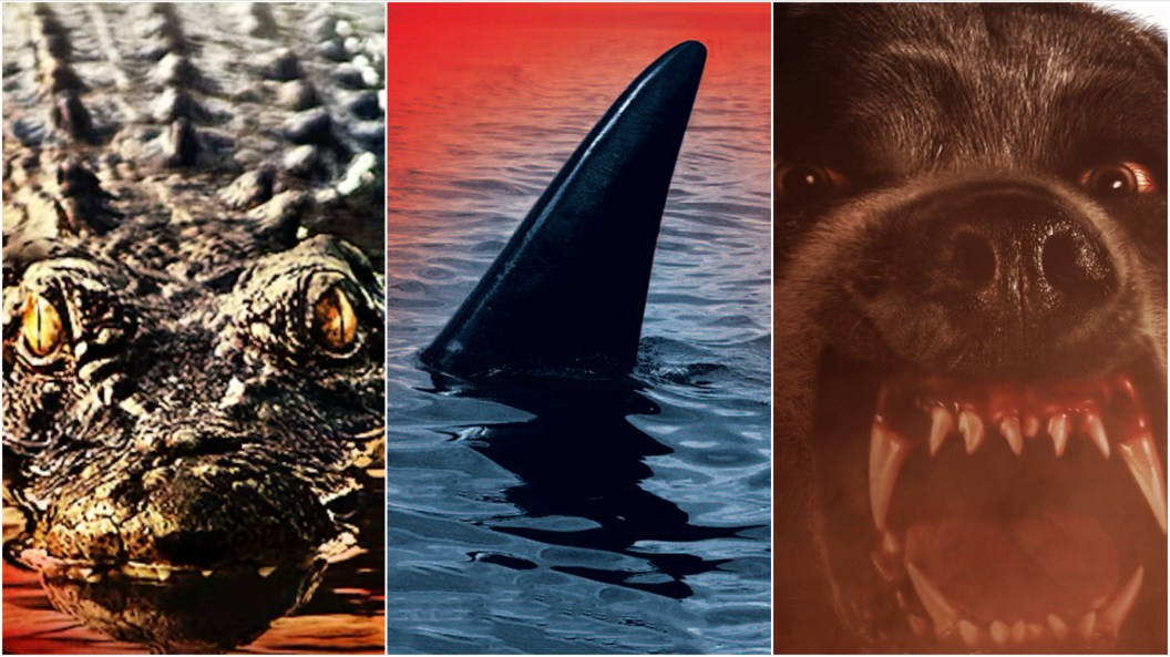 Terror Animal: Clássicos Filmes de Animais Assassinos Chegam ao Shudder (Mas Corra!)