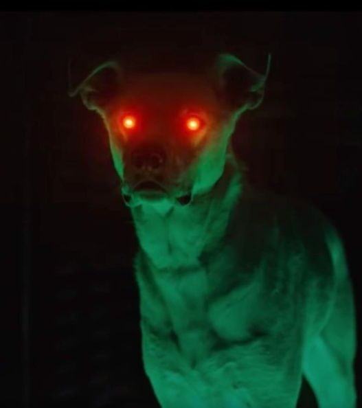 Krypto no DCU: A Versão Mais Inusitada do Cão do Superman em Série Esquecida e Seu Futuro Estrelado