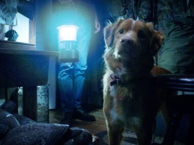 Antes de 'Good Boy', veja esta adaptação esquecida de Stephen King