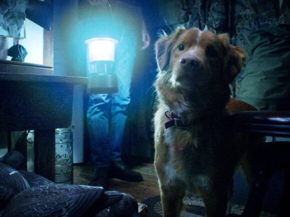 Antes de 'Good Boy', veja esta adaptação esquecida de Stephen King