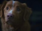 "Good Boy": O Filme de Terror Visto Pelos Olhos de Um Cachorro Chega Aos Cinemas em 2025