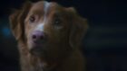 "Good Boy": O Filme de Terror Visto Pelos Olhos de Um Cachorro Chega Aos Cinemas em 2025