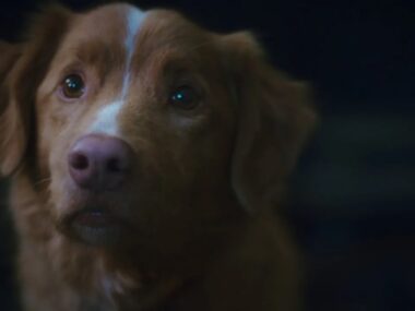 "Good Boy": O Filme de Terror Visto Pelos Olhos de Um Cachorro Chega Aos Cinemas em 2025