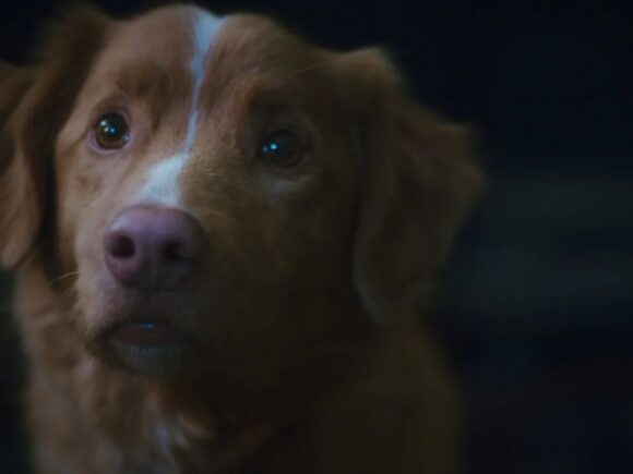 "Good Boy": O Filme de Terror Visto Pelos Olhos de Um Cachorro Chega Aos Cinemas em 2025