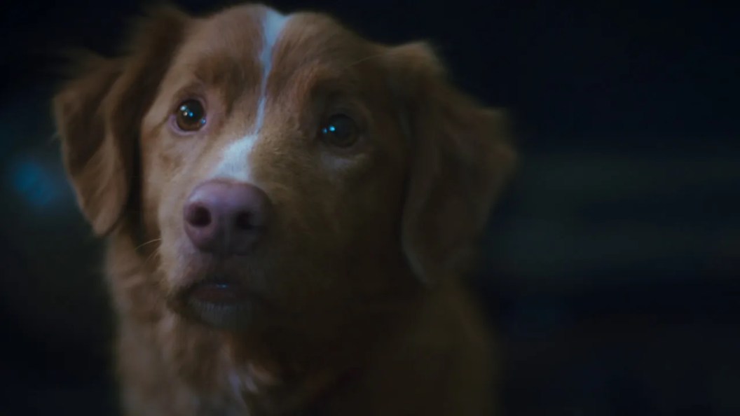 "Good Boy": O Filme de Terror Visto Pelos Olhos de Um Cachorro Chega Aos Cinemas em 2025