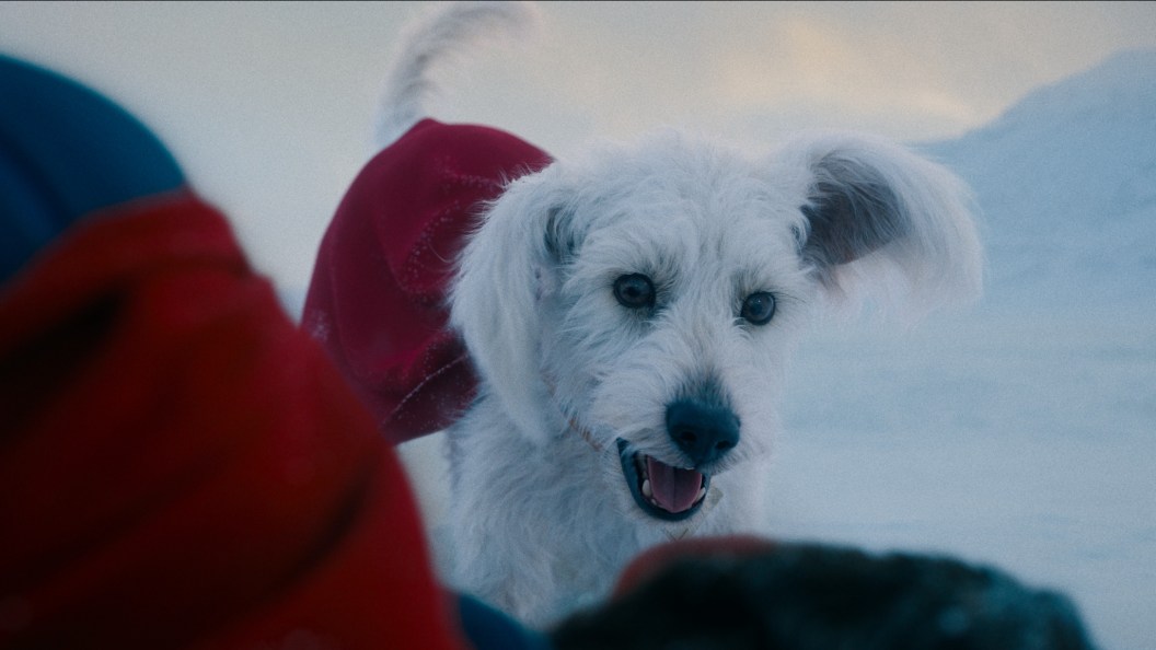 A Triste Realidade de Krypto: James Gunn Revela Fato Chocante Sobre o Supercão do Superman no Novo D