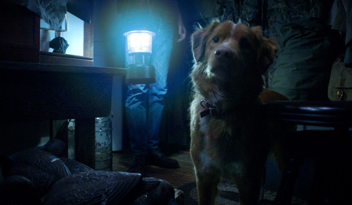 Good Boy: Trailer do filme de terror com 90% de aprovação no Rotten Tomatoes