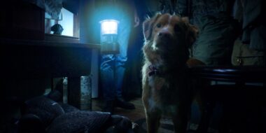 Good Boy: Trailer do filme de terror com 90% de aprovação no Rotten Tomatoes