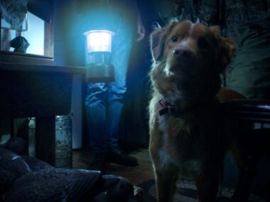 Good Boy: Trailer do filme de terror com 90% de aprovação no Rotten Tomatoes