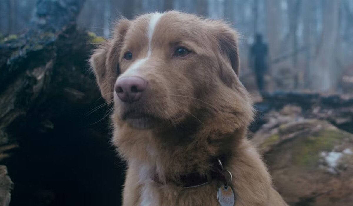 Terror canino: filme 'Good Boy' traz vibes de 'Coragem, o Cão Covarde'