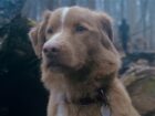 Terror canino: filme 'Good Boy' traz vibes de 'Coragem, o Cão Covarde'