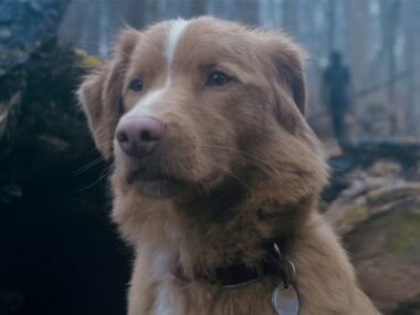 Terror canino: filme 'Good Boy' traz vibes de 'Coragem, o Cão Covarde'