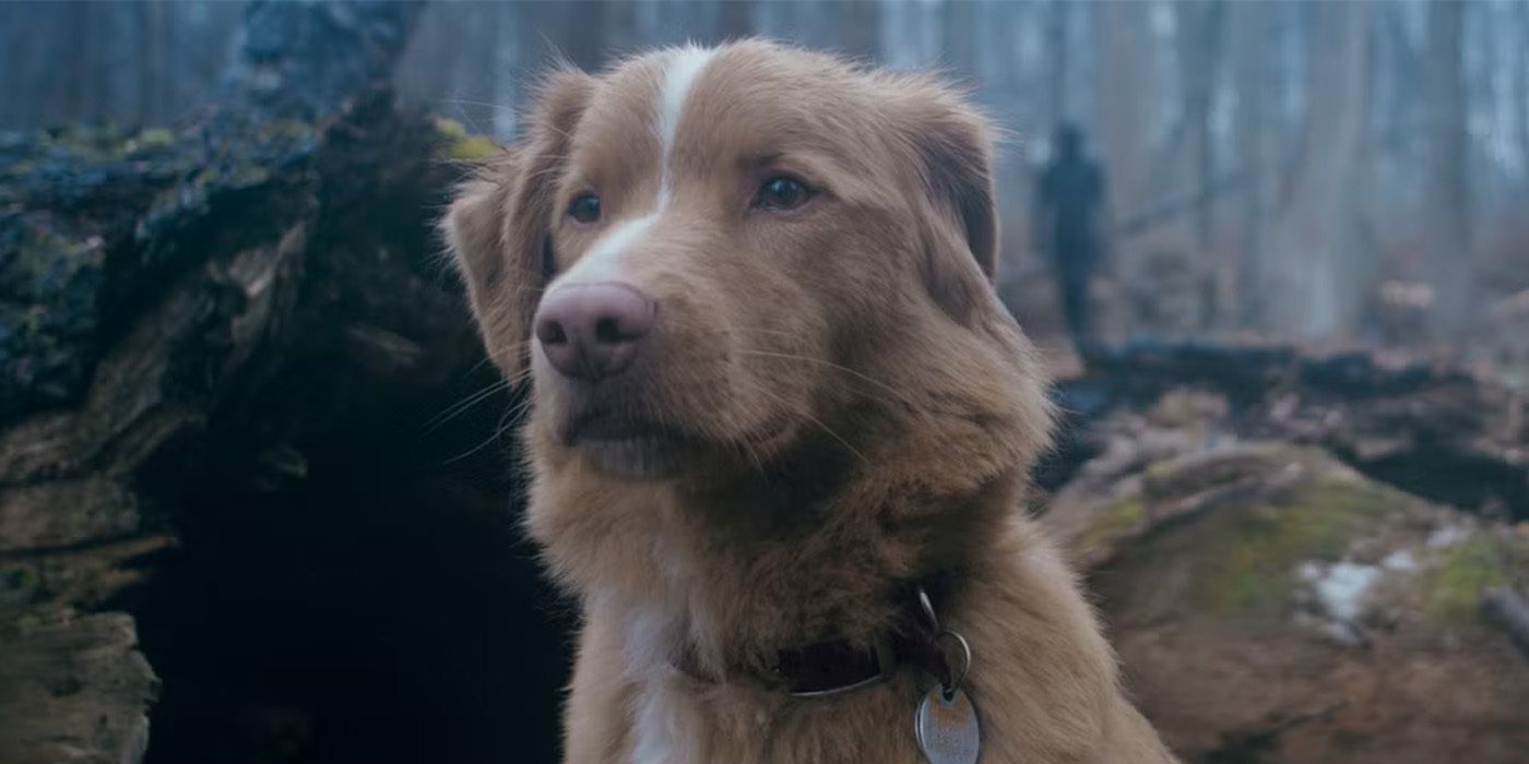 Terror canino: filme 'Good Boy' traz vibes de 'Coragem, o Cão Covarde'