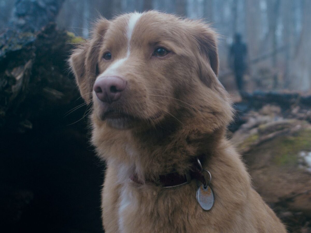 Sucesso de ‘Good Boy’: Trailer causa aumento de 2000% em buscas no Google