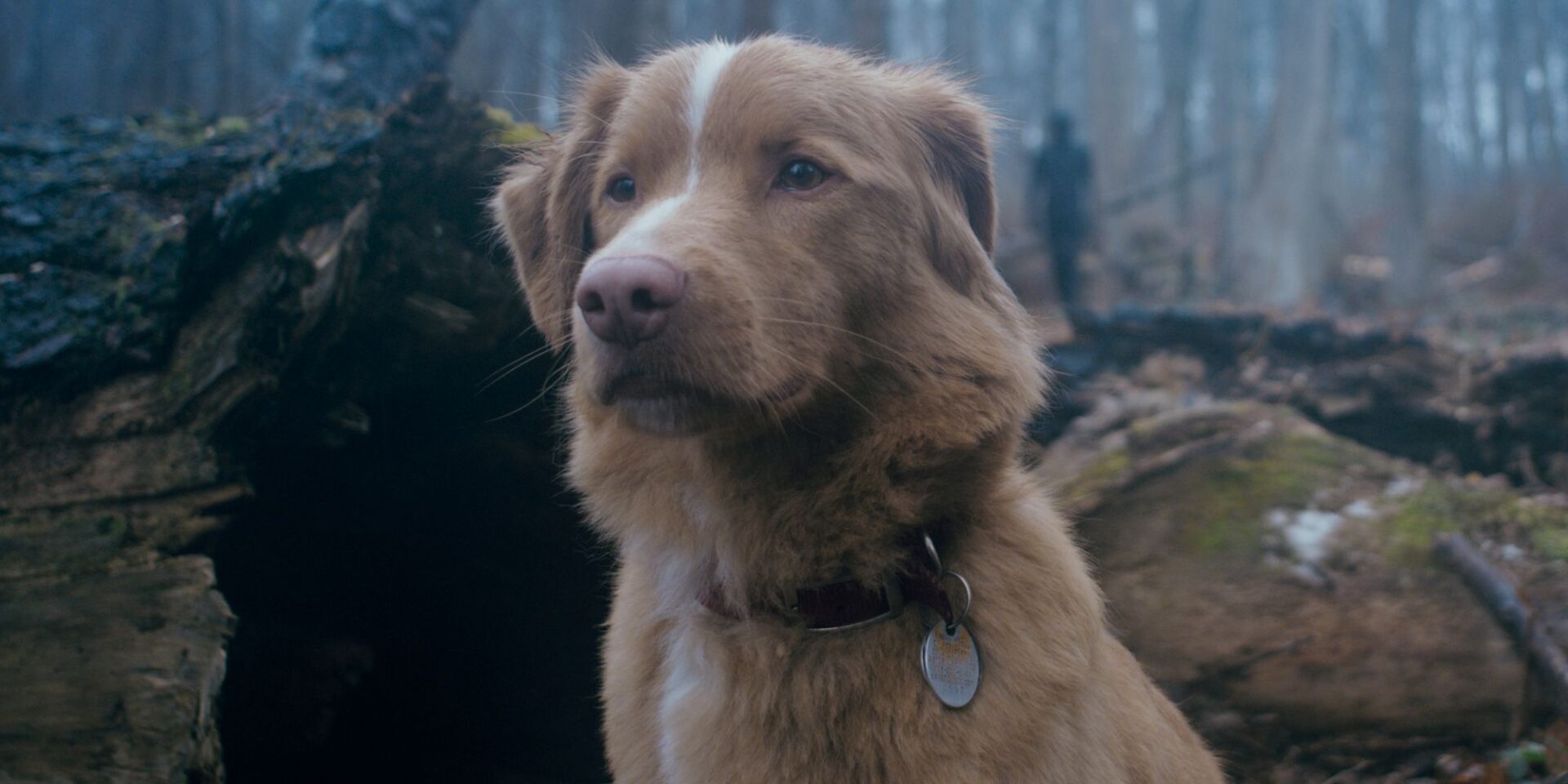 Sucesso de ‘Good Boy’: Trailer causa aumento de 2000% em buscas no ...