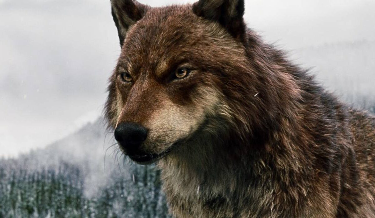 O Senhor dos Anéis retorna aos cinemas!