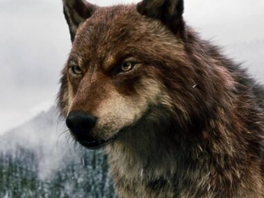 O Senhor dos Anéis retorna aos cinemas!