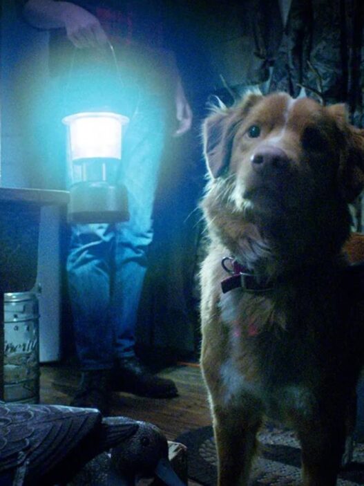 Novo trailer de 'Good Boy' promete terror comovente