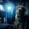 Novo trailer de 'Good Boy' promete terror comovente
