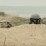 Mandalorian e Grogu: Trailer divide fãs de Star Wars